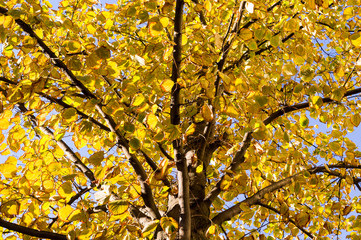 yellow leafs of tree an autumn on the sky background. nature, seasonal.