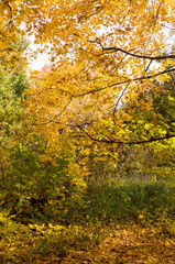 trees with yellow leaves in the park at autumn. background, nature.