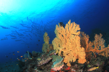 Naklejka na ściany i meble Underwater coral reef and fish in Indian Ocean 