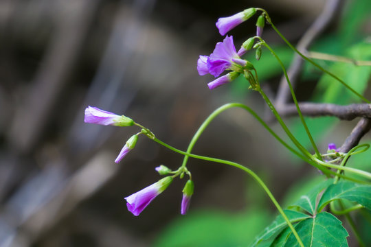 purple viney wildflowers bloom in early north carolina spring along a stram