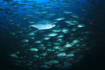 Fototapeta na wymiar Tuna fish underwater 