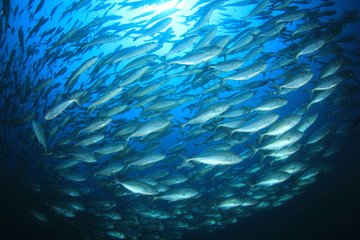 Tuna fish underwater 