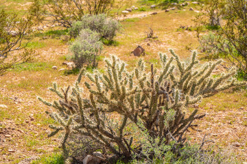Vegetation in the desert of Utah - travel photography