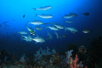 Underwater coral reef and fish in Indian Ocean 