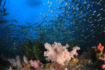 Naklejka na ściany i meble Underwater coral reef and fish in Indian Ocean 