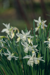 White daffodils in the spring sun
