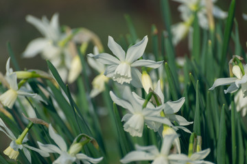 White daffodils in the spring sun