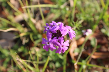 Fototapeta premium wild flower