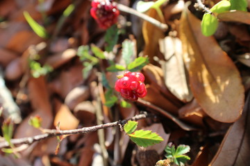 red berries on a branch