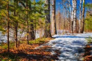 Spring forest landscape on a sunny day