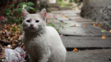 GATO BLANCO
