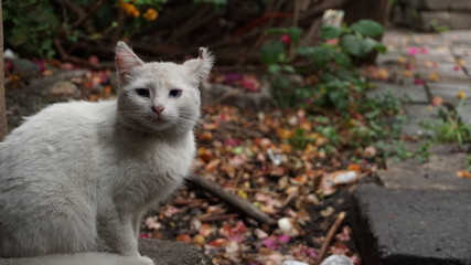 GATO BLANCO