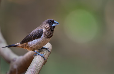 Scaly-breasted Munia on branch in nature.