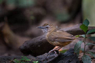 Streaked Wren Babbler Wet on the branches