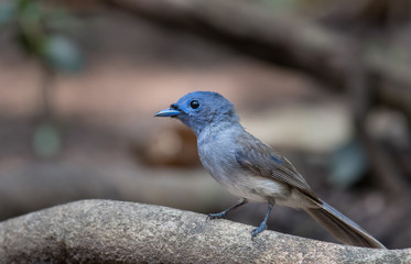 Black-naped Monarch on branch in nature.