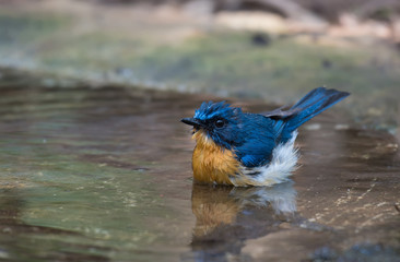 TICKELL’S BLUE FLYCATCHER ON THE WATER IN NATURE.