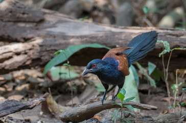 Greater Coucal on branch in nature.