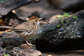 Streaked Wren Babbler Wet on the branches