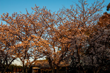 扇森神社の桜