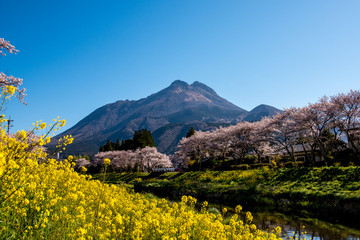 Obraz premium 由布院の桜