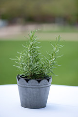 Potted Herb Decoration
