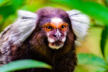 Sagui-de tufos-brancos