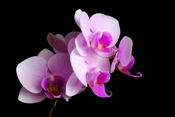 Fototapeta na wymiar orchid flower