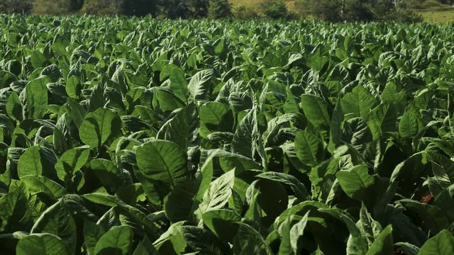 Tobacco Plants, Vinales Cuba