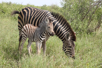 Steppenzebra / Burchell's Zebra / Equus burchellii...