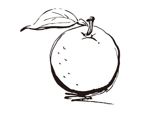 recommend clip art: 線画７：柚子のイラスト