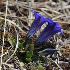 Stengelloser Enzian (Gentiana clusii )