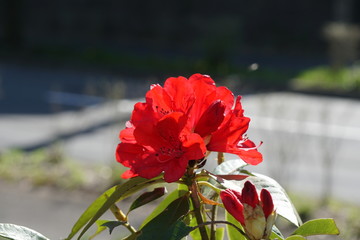 シャクナゲの花