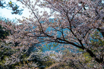 並石ダムの桜