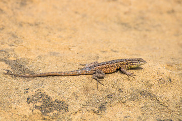 Side blotched lizard on rock in California