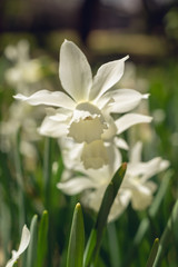 Fototapeta na wymiar White daffodils in the spring sun