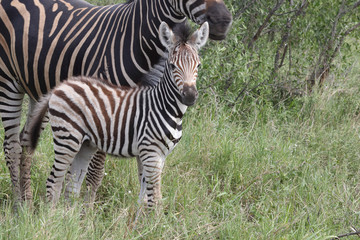 Steppenzebra / Burchell's Zebra / Equus burchellii...