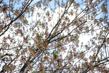Spring Sky