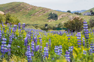 Obraz premium Wildfire Recovery with Flowers Blooming in Purple and Yellow