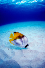 トゲチョウチョウウオ、 イソギンチャク、 熱帯魚、 サンゴ、 サンゴ礁、 珊瑚礁、 スキューバダイビング、 ダイビング、 水中、 海中、 水中撮影、 座間味島、 慶良間諸島、 沖縄、 日本、 美しい海、 ケラマブルー