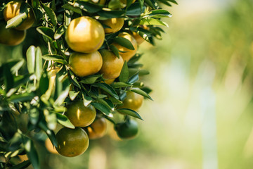 Bunch of ripe oranges hanging on a orange tree