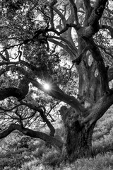 Sun shines through lush Oak tree in black and white