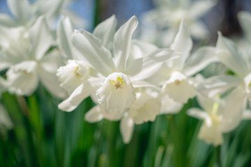 White daffodils in the spring sun