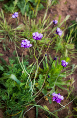 Group of Blue Dicks flowers bloom on tall green stems