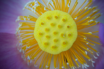 The Lotus flower is beautiful, and it also has medicinal properties.