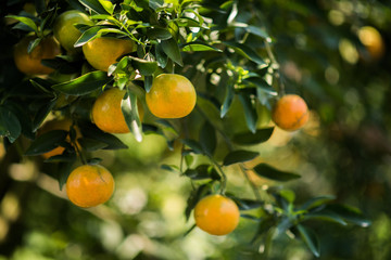 Bunch of ripe oranges hanging on a orange tree