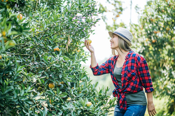 woman havesting Orange plantation