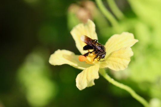 Insecto visitando flores masculinas de "cundeamor" (Momordica charantia) 