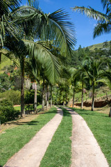 Fototapeta na wymiar Road in the middle of beautiful green grass surrounded by coconut trees with mountains in the background
