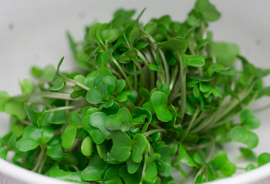 broccoli sprout