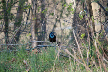Common Grackle on a Branch